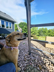 Cute puppy at a work site with Call The Gutter Guys, a Minnesota gutter company, adding a touch of fun to the job