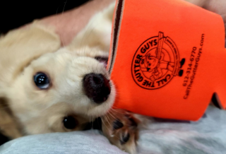 Adorable puppy playfully biting an orange Call The Gutter Guys branded koozie. The koozie features the company's logo, contact number, and website, promoting expert gutter services in Minneapolis